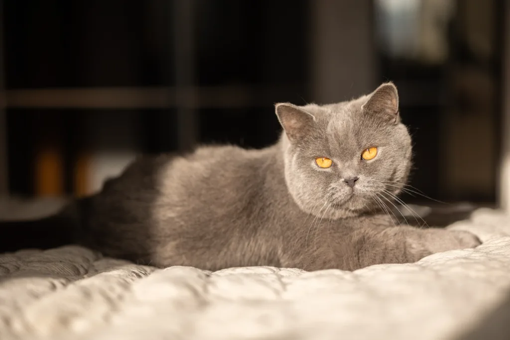 British shorthair cat sitting in the sun