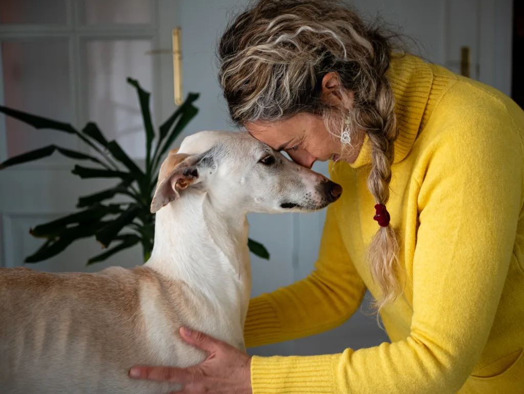 Heartwarming shot of a Spanish female petting an endearing greyhound dog
