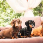 Three daschunds on an outdoor couch