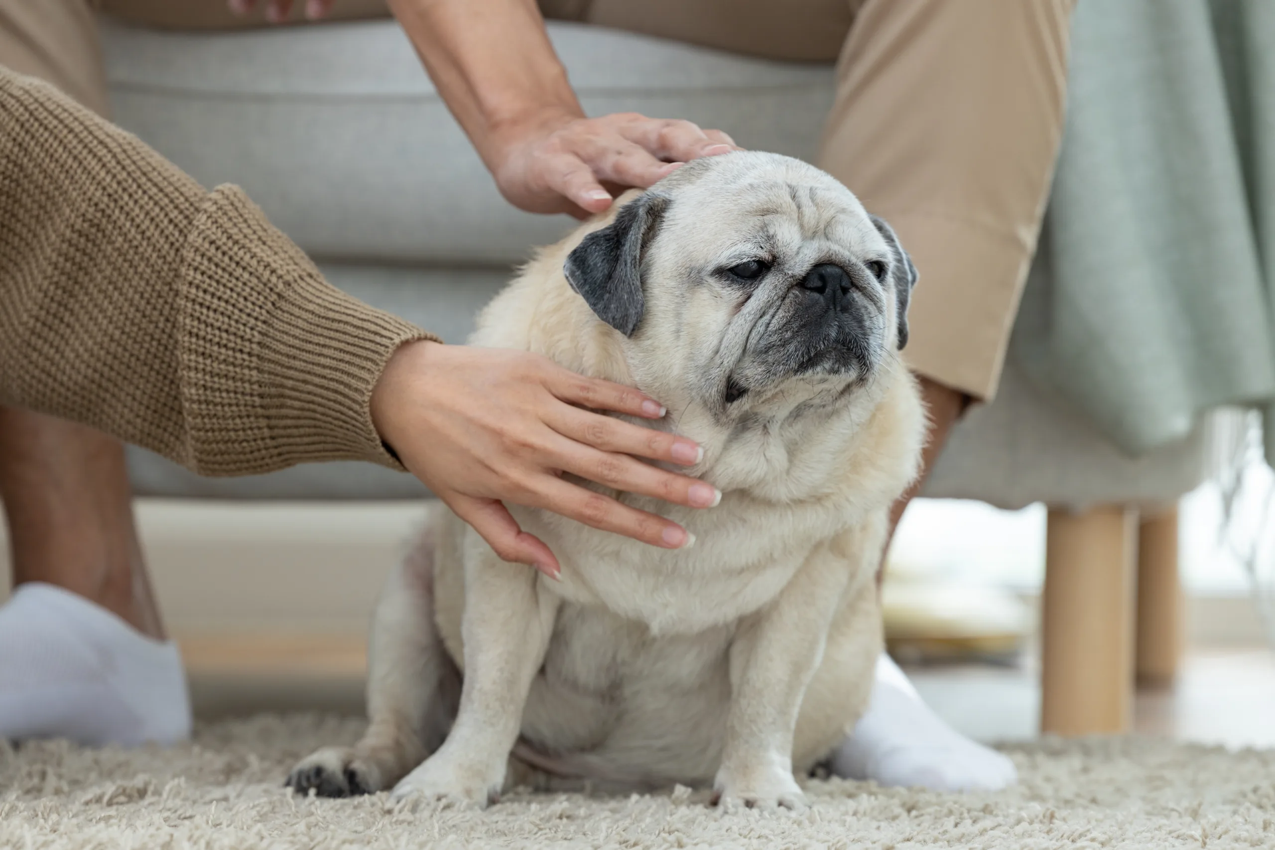 How to Manage Obesity in Dogs: A Practical Guide for Pet Parents