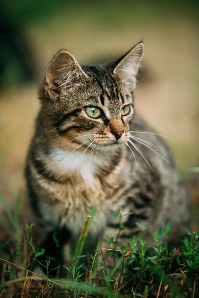 Close Up Portrait Of Small Cute Gray Cat Kitten At Grass Outdoor Background At Sunny Summer Evening.