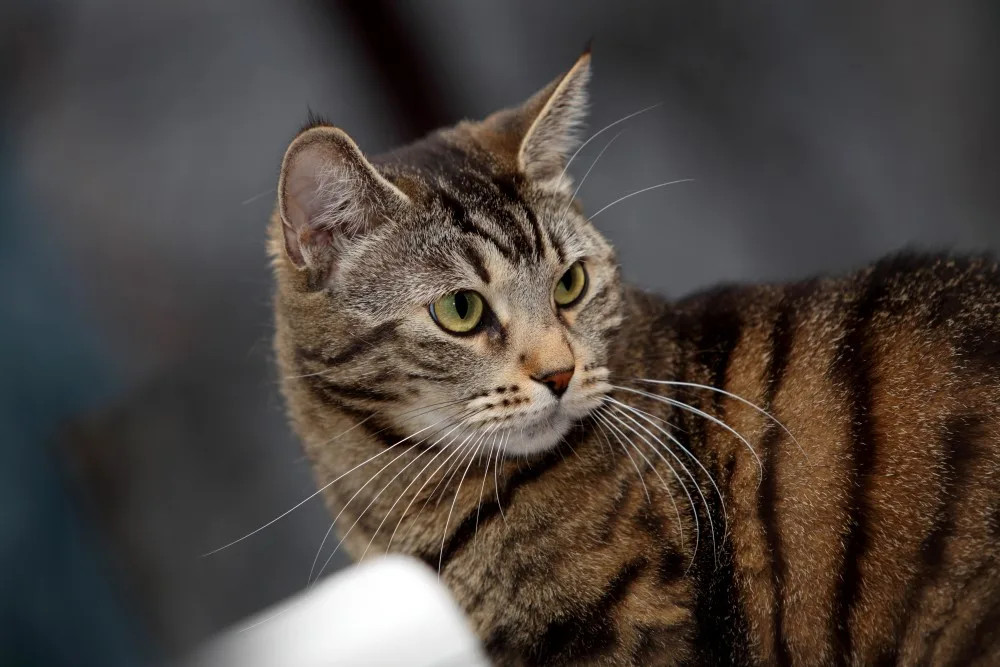 Domestic shorthair cat walking outdoors during winter