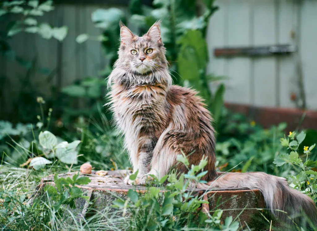 花园里的缅因猫
