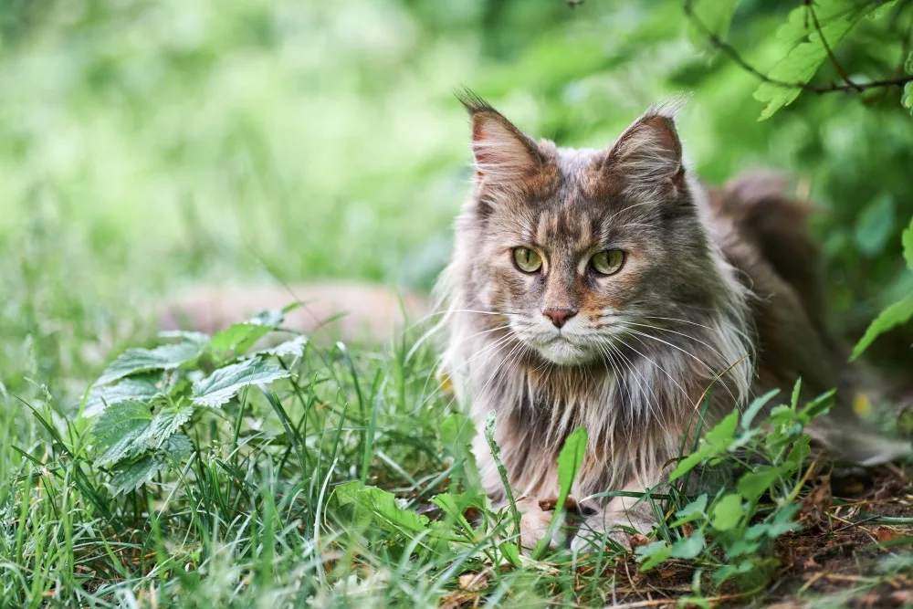 一只缅因猫躺在草地上