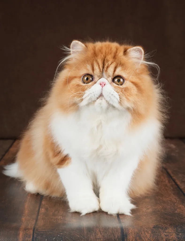 橘色缅因猫幼崽