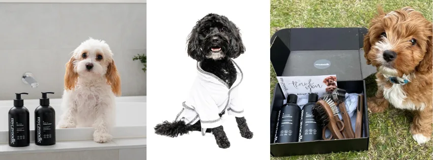 Personalised gift ideas for pets from My Cavoodle