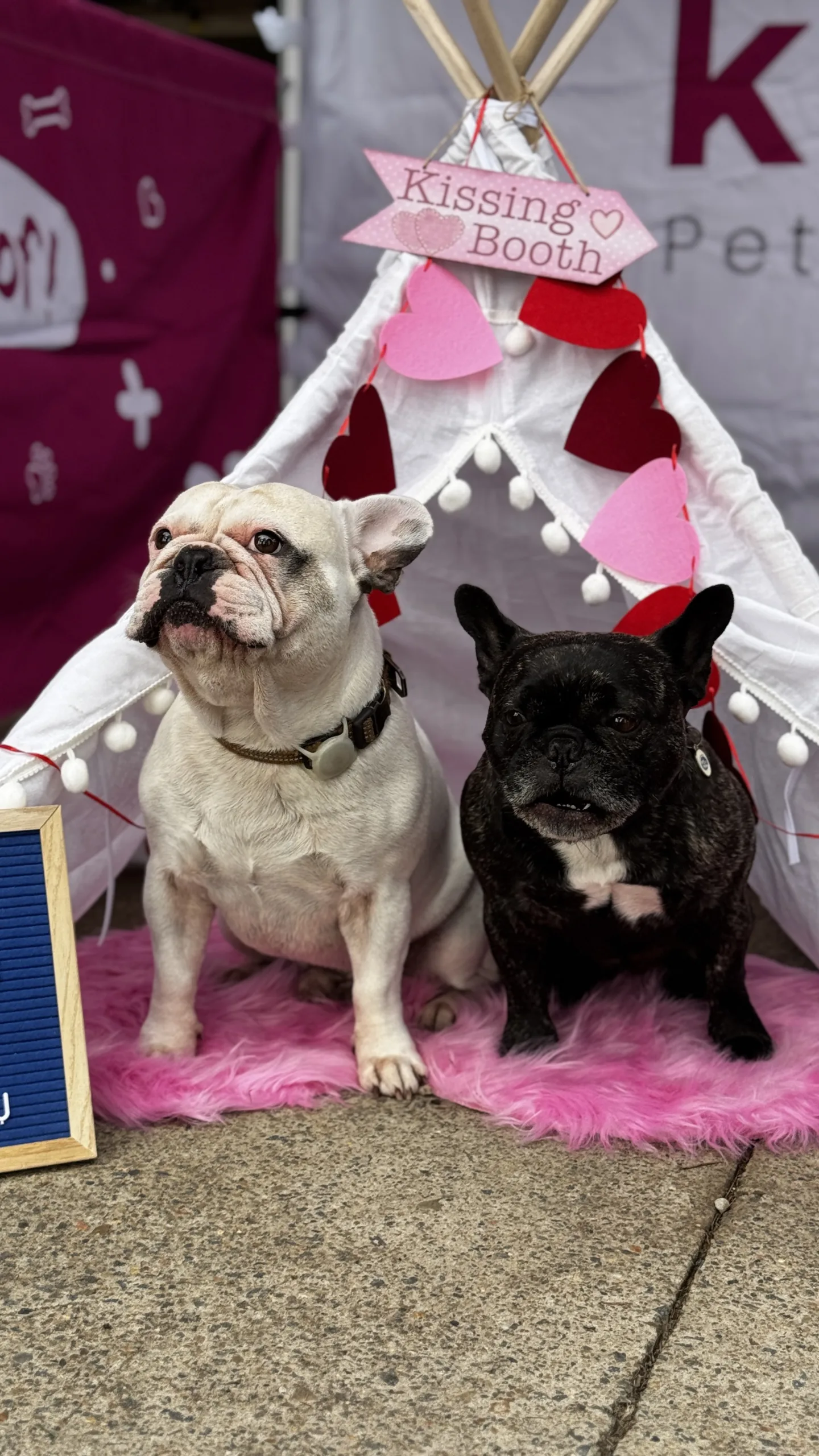 Two french bulldogs sitting in the tent booth