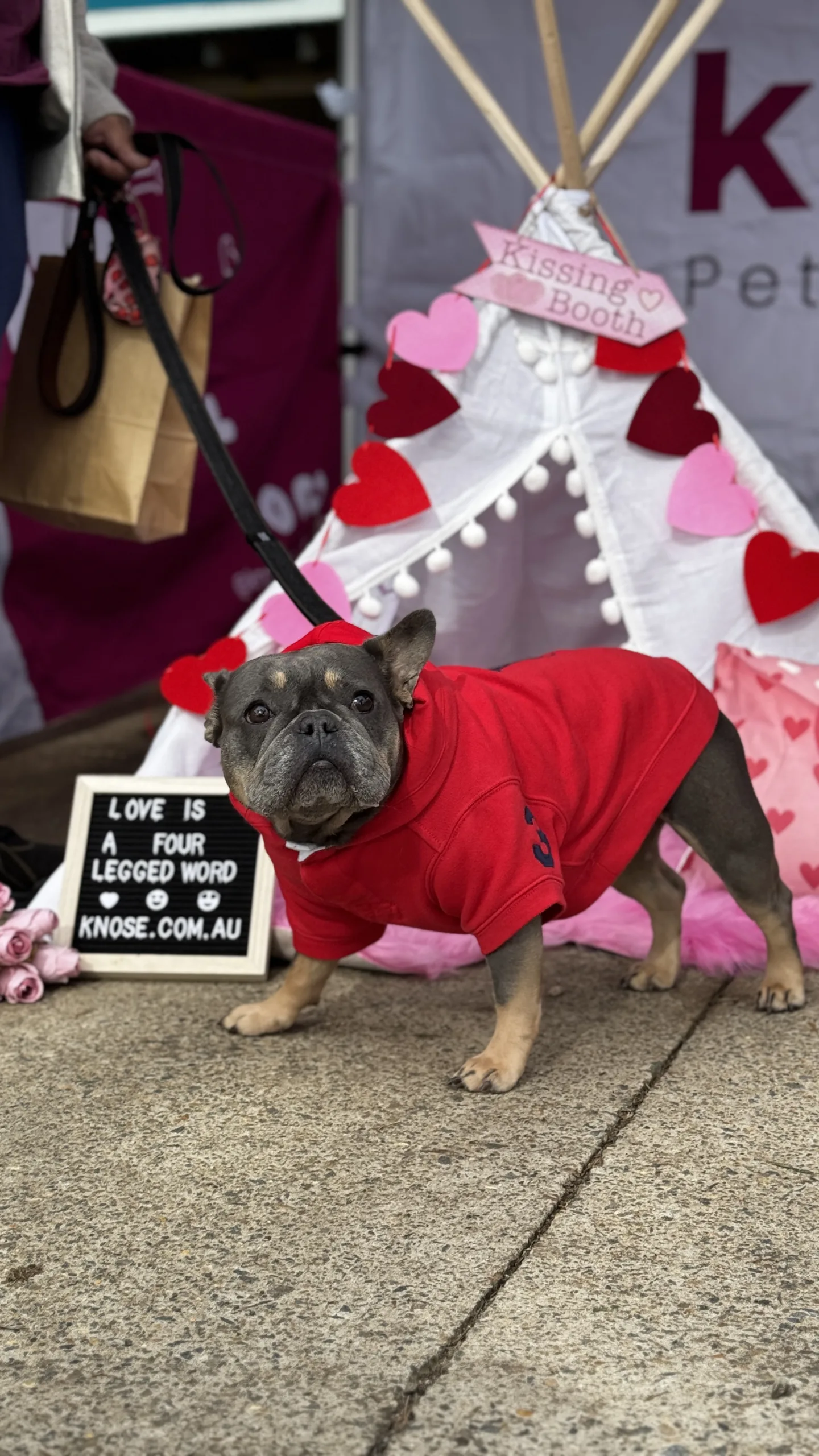 French bulldog in a red jacket