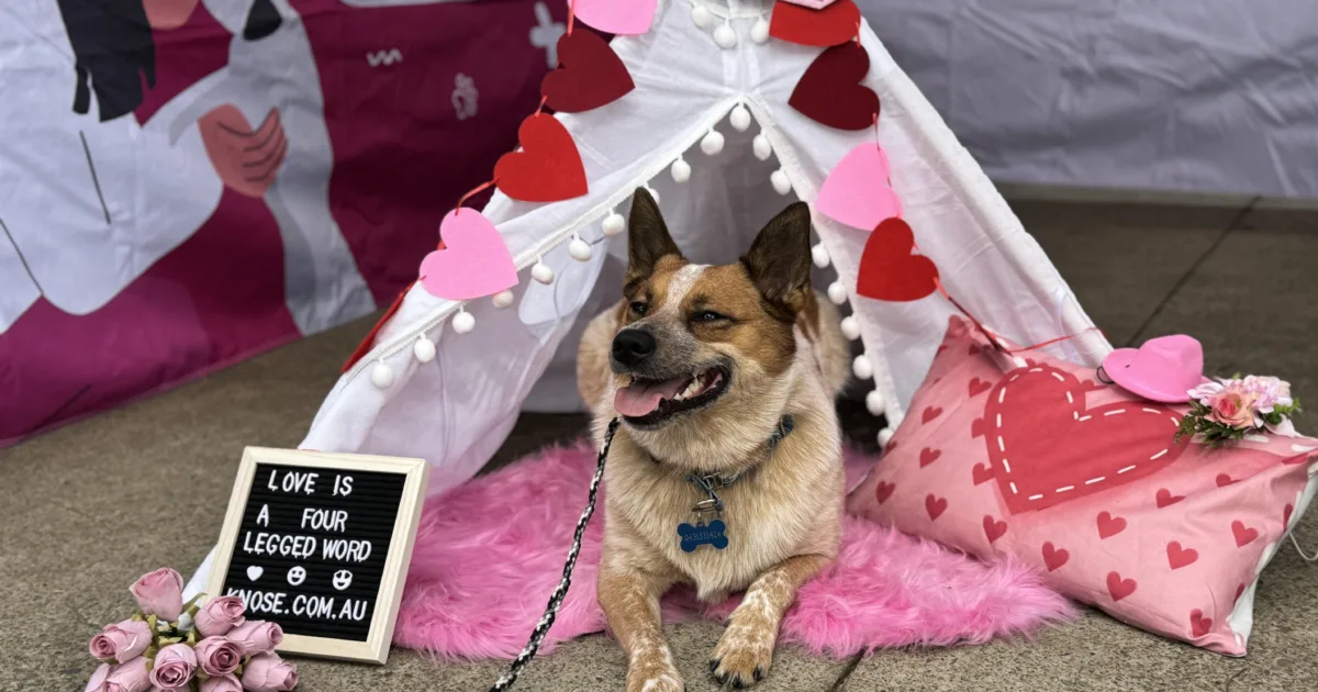 Dog laying down in a tent