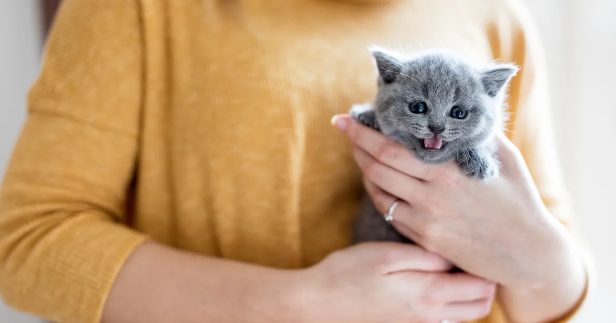 woman holding a maine coon kitten