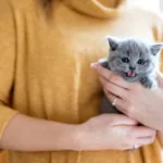 woman holding a maine coon kitten