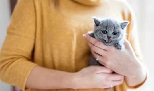 woman holding a maine coon kitten