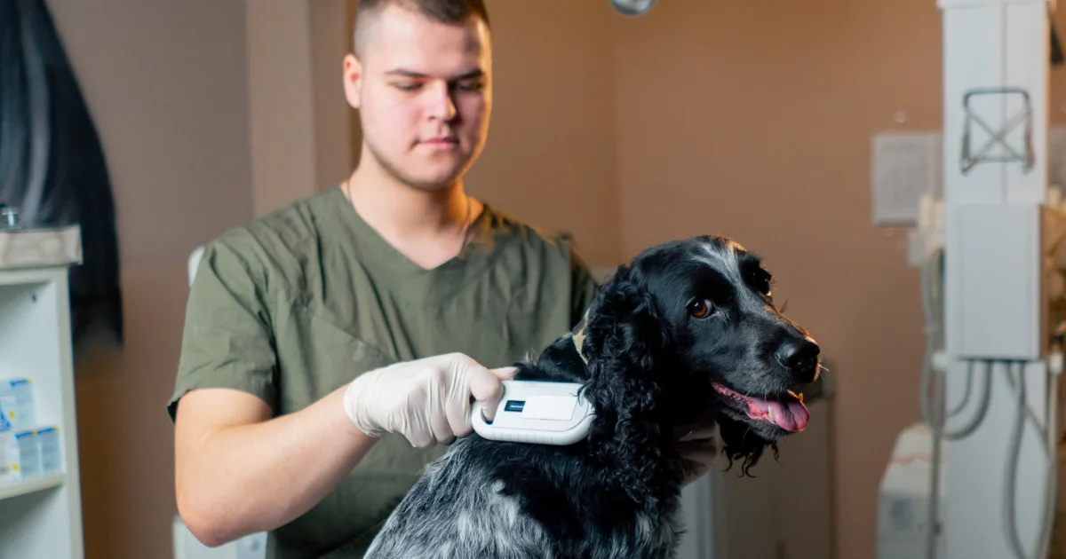 In a veterinary clinic a doctor checks a chip under a dog's skin with a sensor