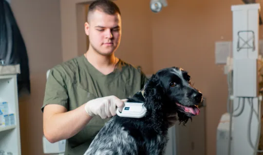 Why Microchipping Your Pet Could Save Their Life