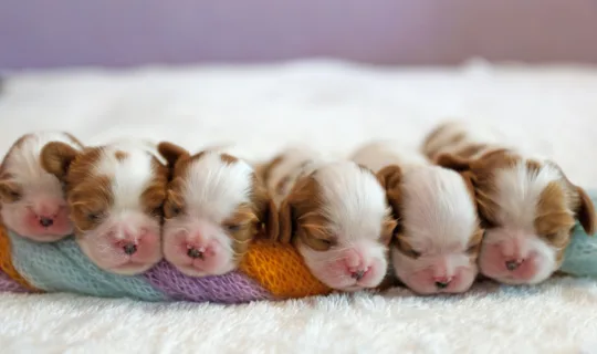 Puppy Stages: What to expect at your puppy’s first year