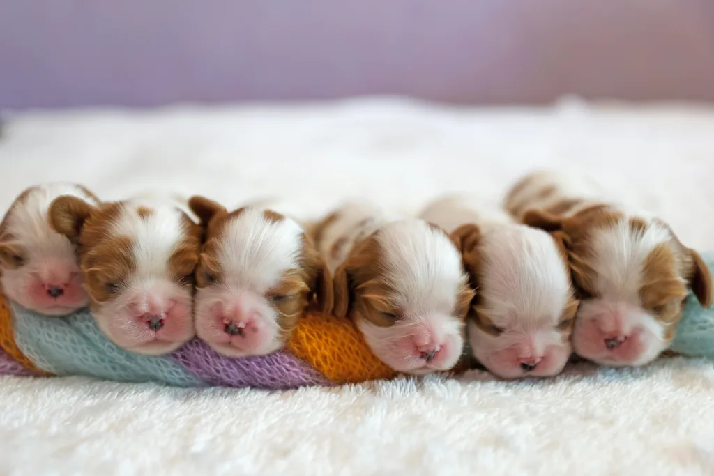 little newborn puppies sleeping