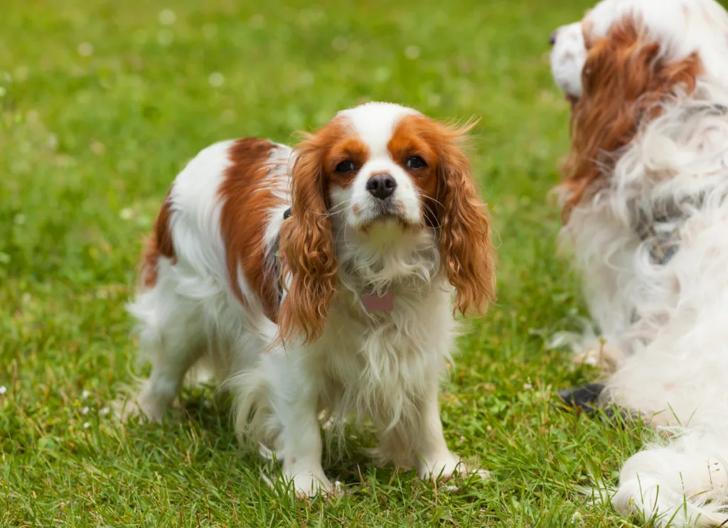 king charles spaniel adult dog