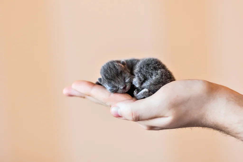 Blue british kitten sleeping on a palm