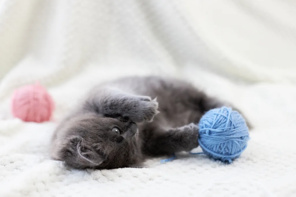 British shorthair kitten playing with yarn