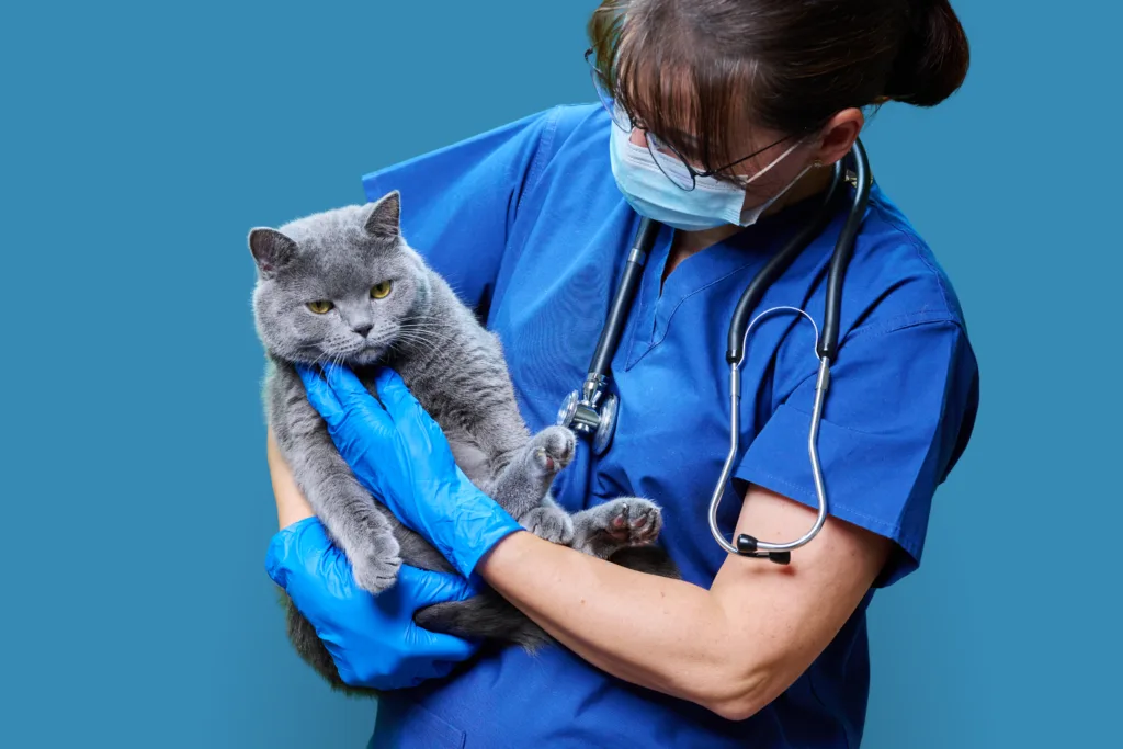Female doctor veterinarian with cat in her arms