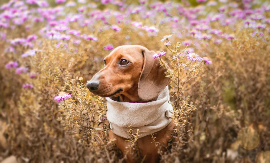系着围巾的腊肠犬
