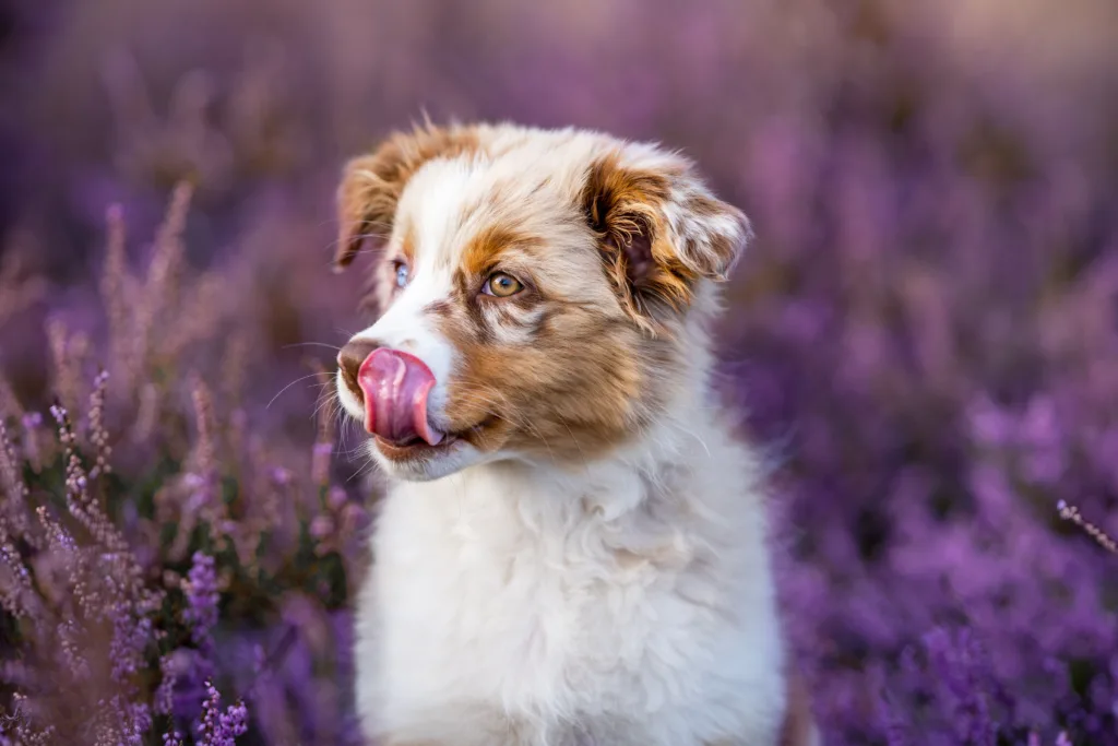 澳大利亚牧羊犬幼犬