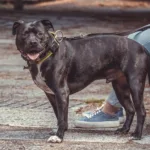 Staffordshire Bull Terrier