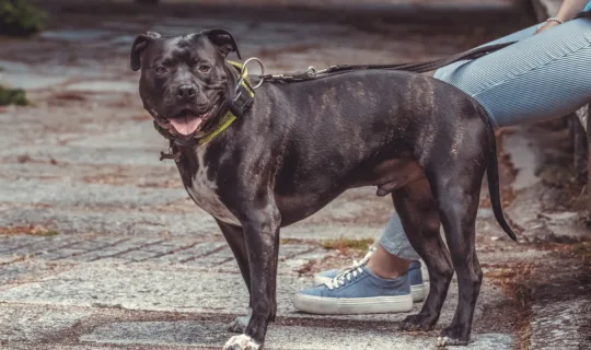 Top 10 most popular dog breeds and their health