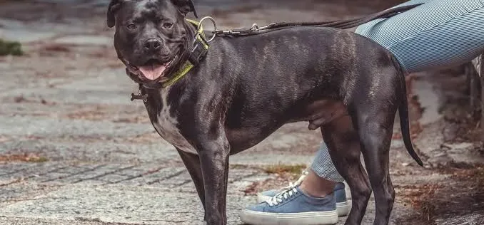 Top 10 most popular dog breeds and their health