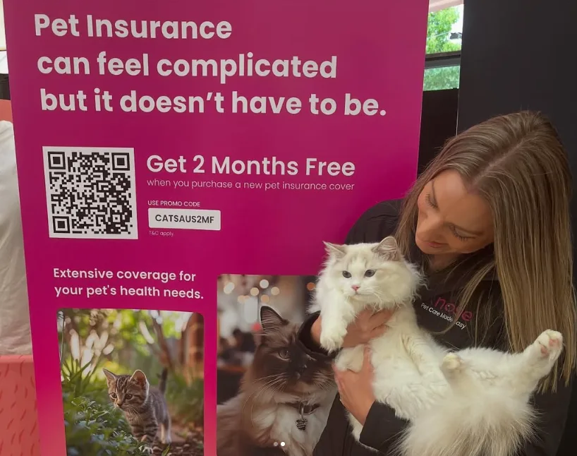 Domestic longhair cat at a Knose event