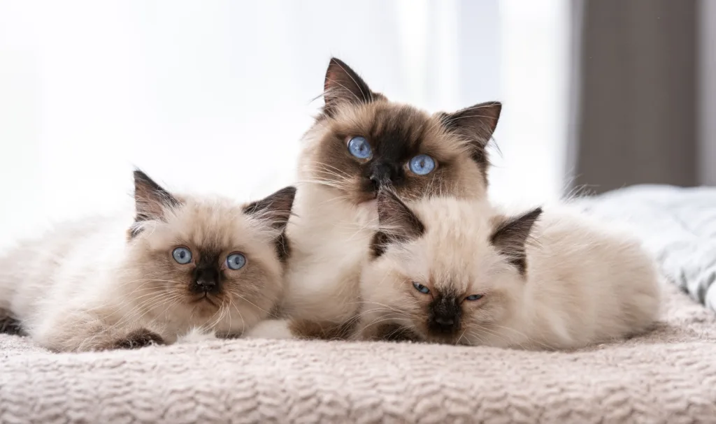 Ragdoll cat with kittens in the bed