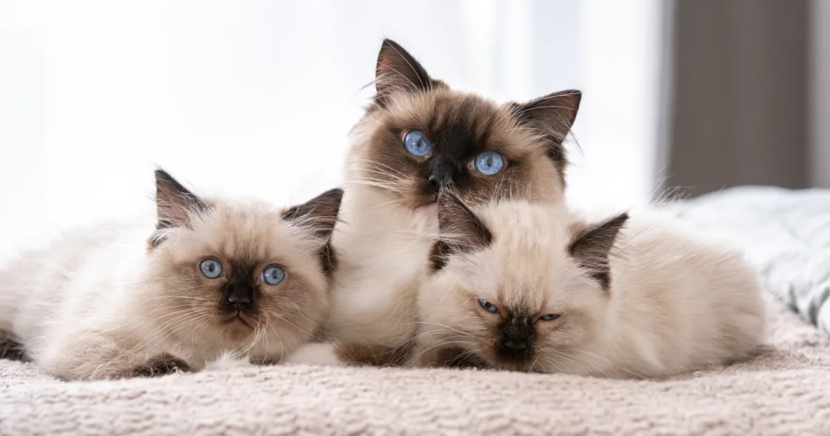 Ragdoll cat with kittens in the bed
