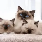 Ragdoll cat with kittens in the bed