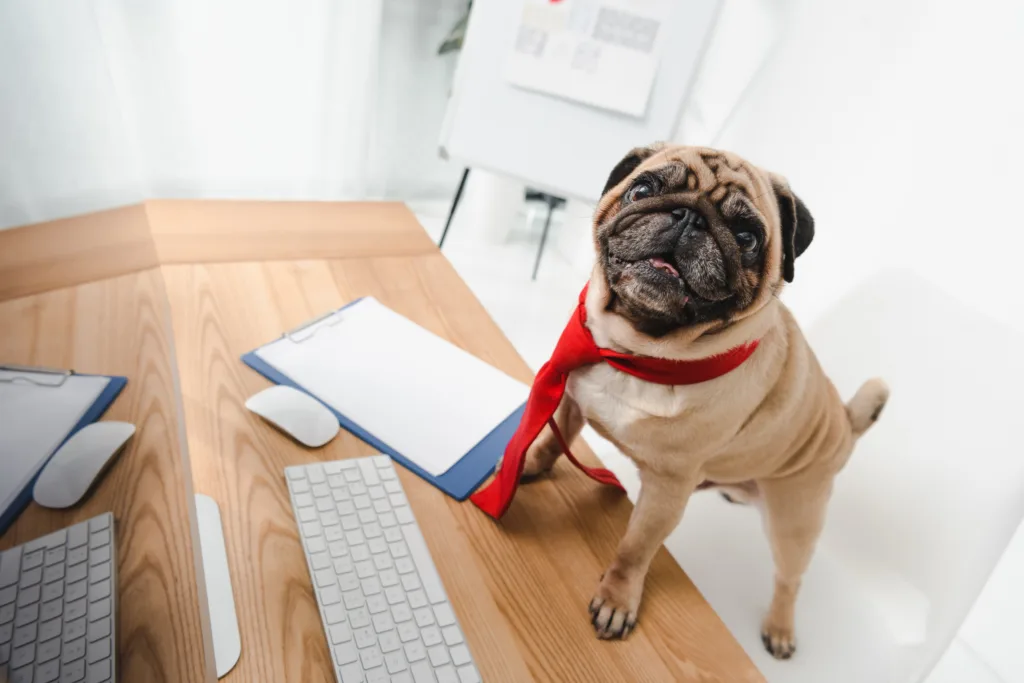 funny dog in a business attire with a red tie