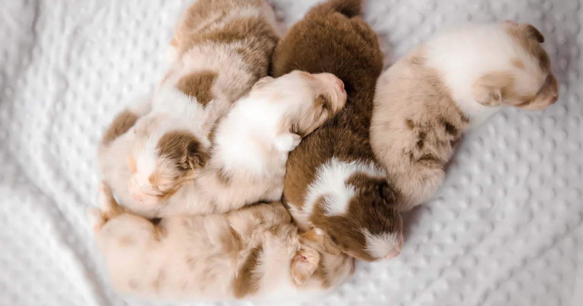 Puppy litter
