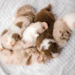 Puppy litter