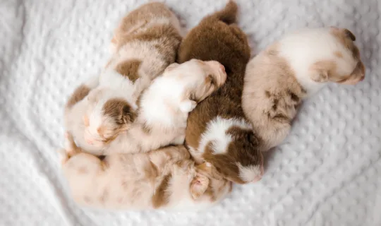 Support New Pet Owners with the Knose Breeder Partner Program [EXCLUSIVE]