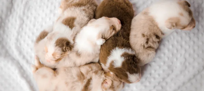 Protected: Support New Pet Owners with the Knose Breeder Partner Program [EXCLUSIVE]