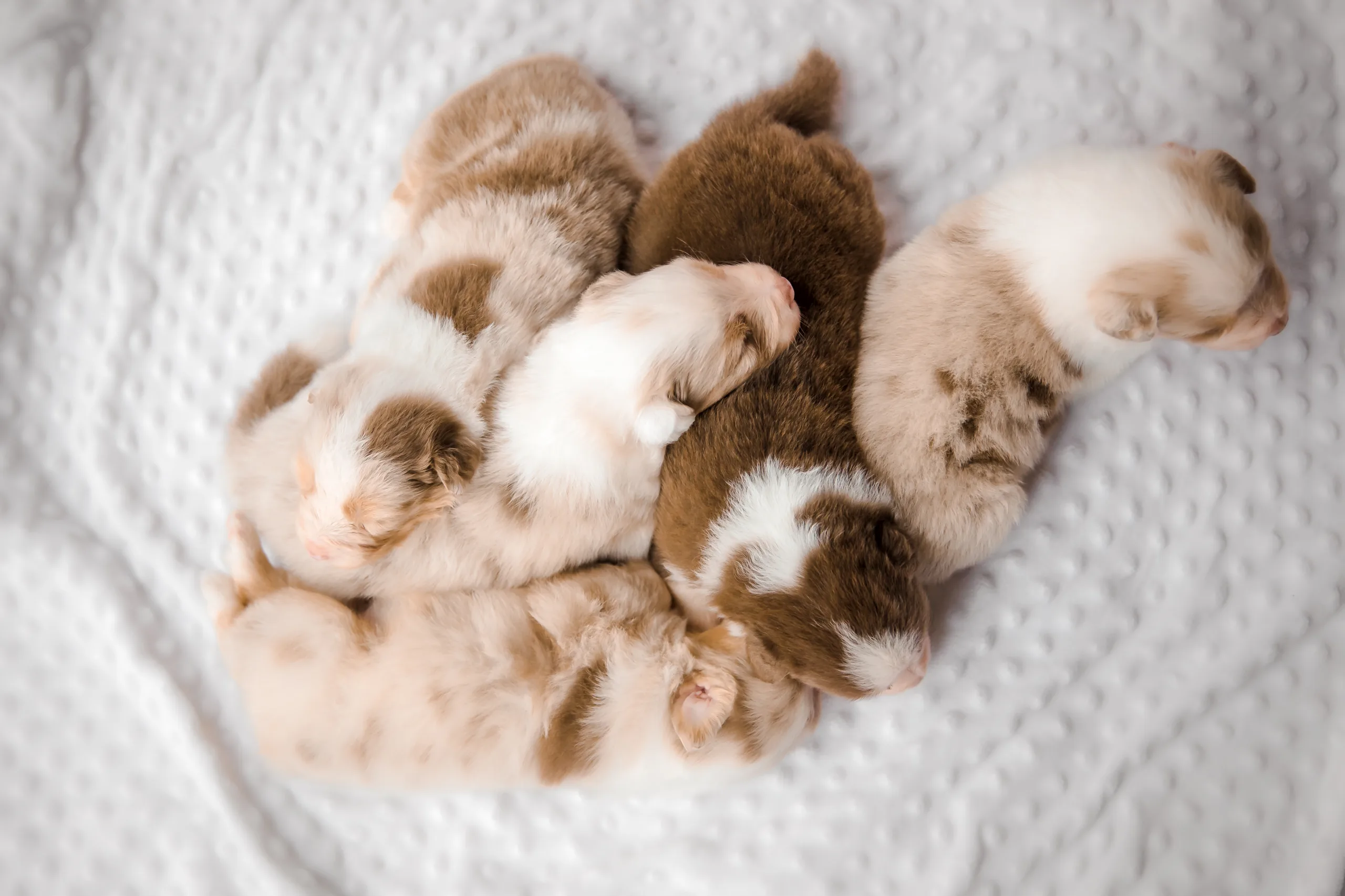 Puppy litter