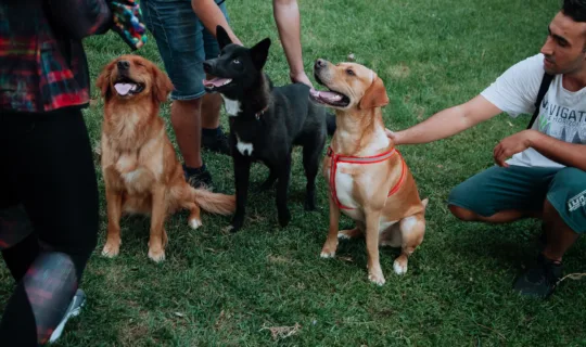 A Day for Dogs, A Win for the Dog Community