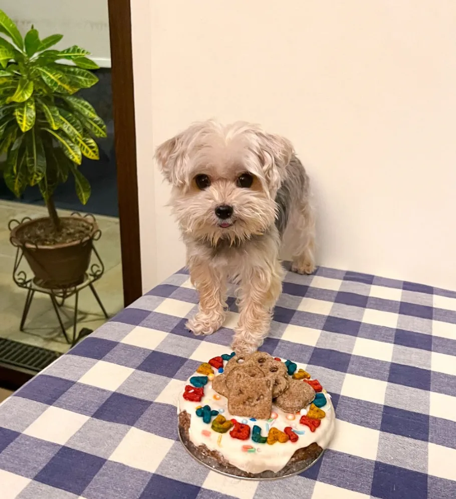 Kublai, a Yorkie-Maltese mix with a liver shunt, on his birthday.
