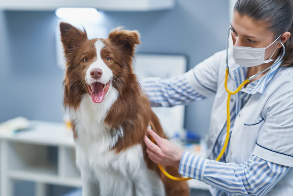 brown border collie being checked by a veterinarian