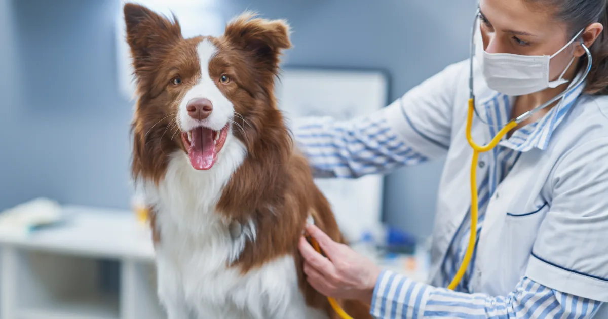 Brown Border Collie dog during visit in vet