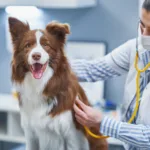 Brown Border Collie dog during visit in vet