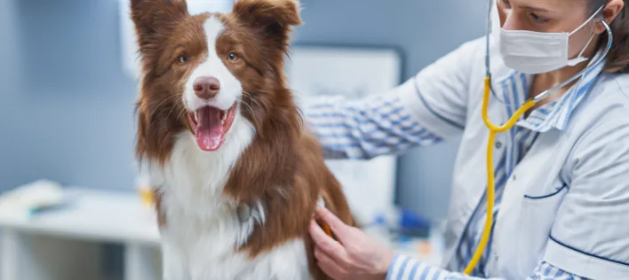 How Optional Benefits Boost Your Pet’s Protection