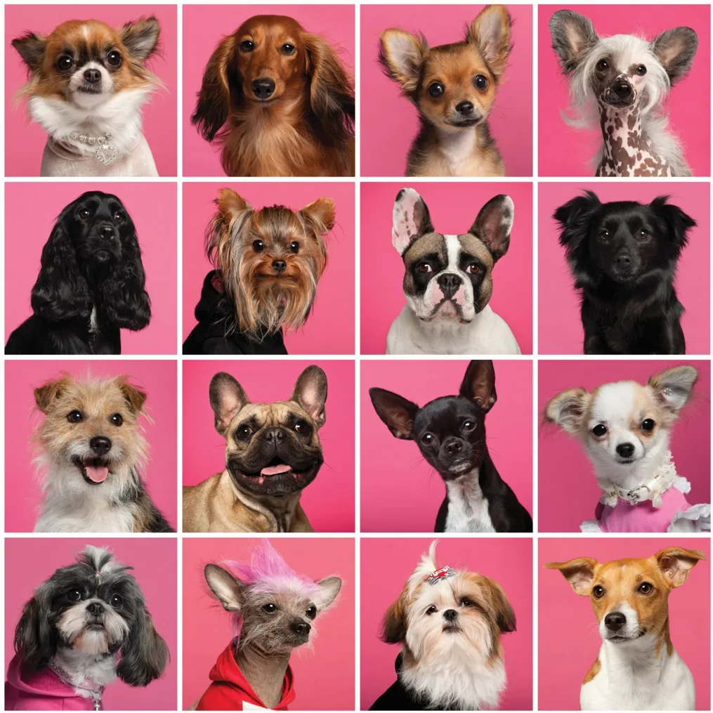 Collage of dog breeds