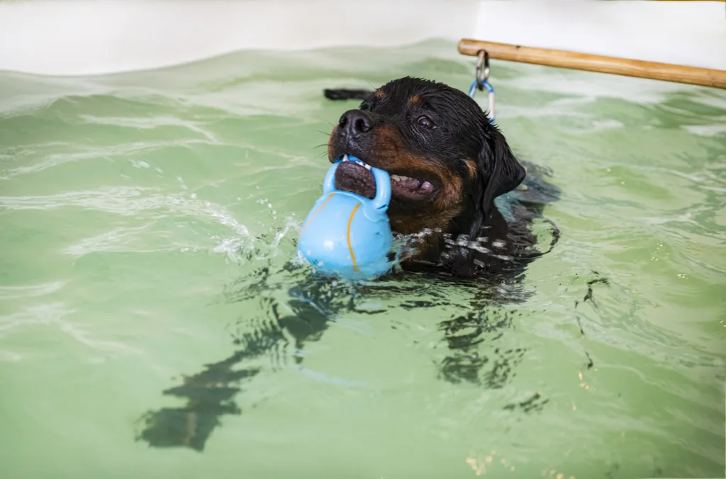 young rottweiler doing hydrotherapy