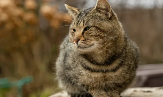 Pet Insurance for Senior Cats: Because all 9 lives deserve a safety net