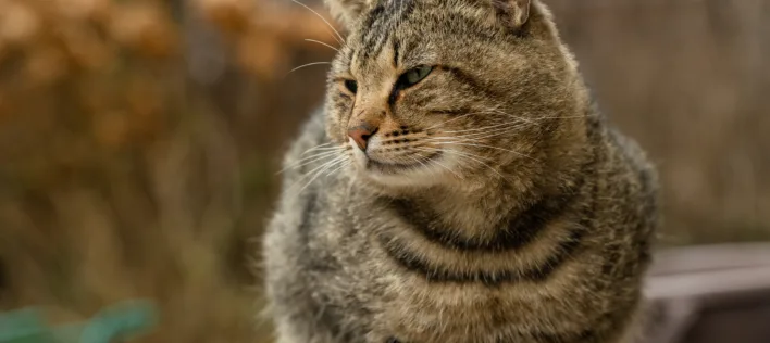 Pet Insurance for Senior Cats: Because all 9 lives deserve a safety net