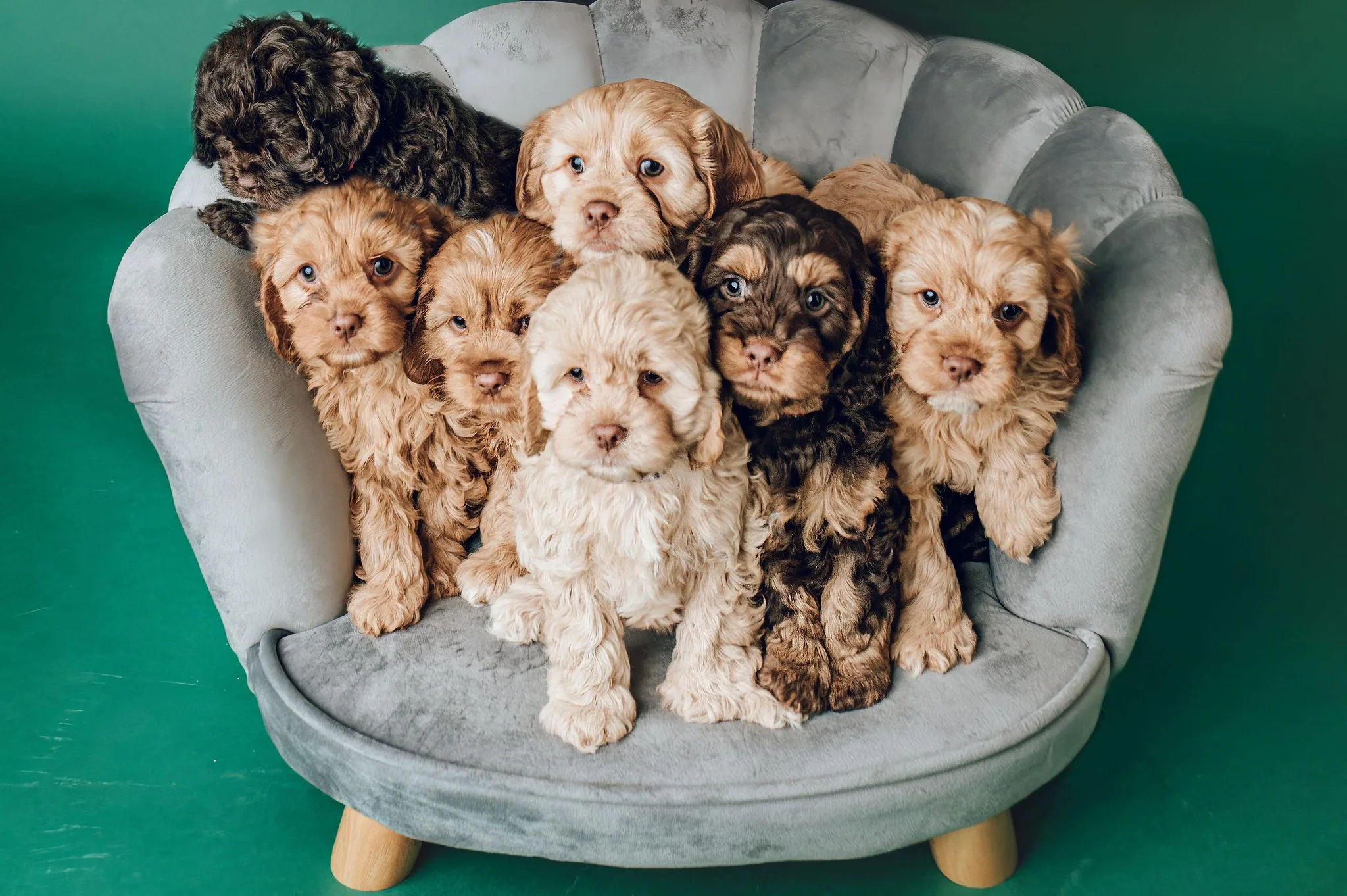 Cavoodled by Enza - Knose Breeder Partner Photo
